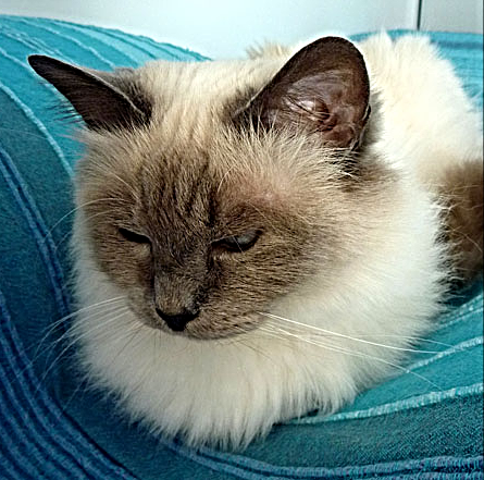 T_Variance-Minette_1_edited_edited_edited
