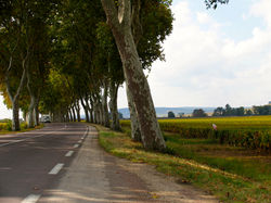Dijon; Burgundy, France