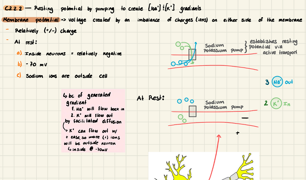 Diagram showing Level of Organization II: Cells and membrane potential.