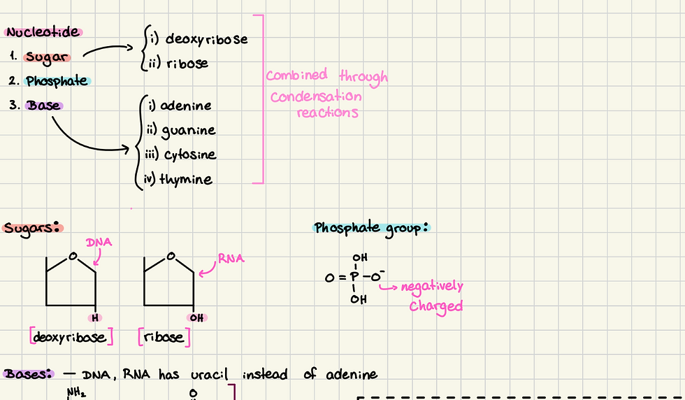 Handwritten notes on nucleic acids