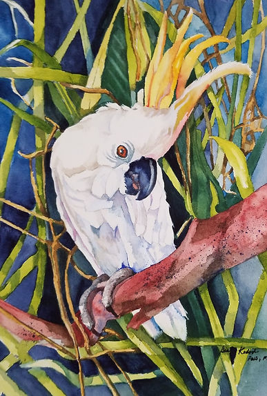 cockatoo done 3.jpg