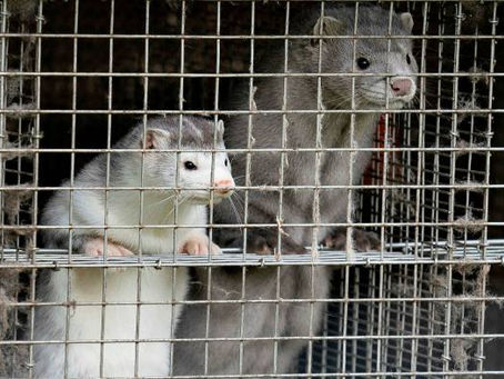 CoViD-19's New Coat?