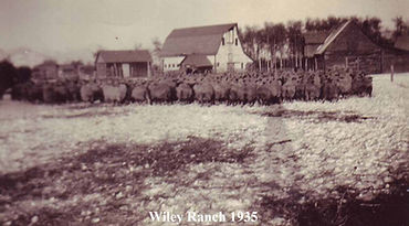 19350900 Wiley Ranch.jpg
