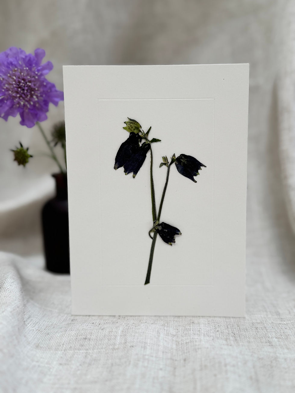 Thumbnail: Aquilegia Greeting Card