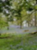 Bluebells blooming in a wooded area