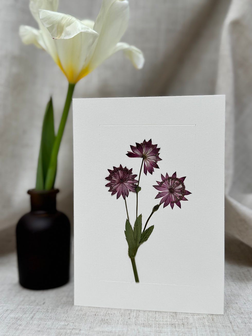 Astrantia 'Ruby Wedding' Greeting Card