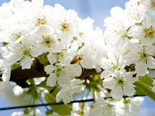 開花の春がやってきました