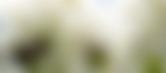 開花の春がやってきました