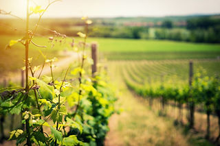 Vignes