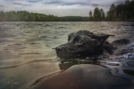 Evening Swim ~ Karma 