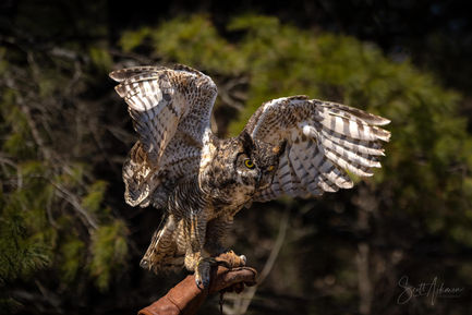 Great Horned Owl