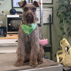 Schnauzer