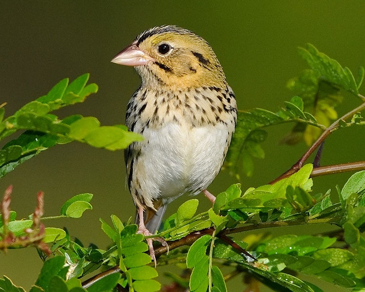 Bird Outing with Buffalo River Chapter of TN Ornithological Society
