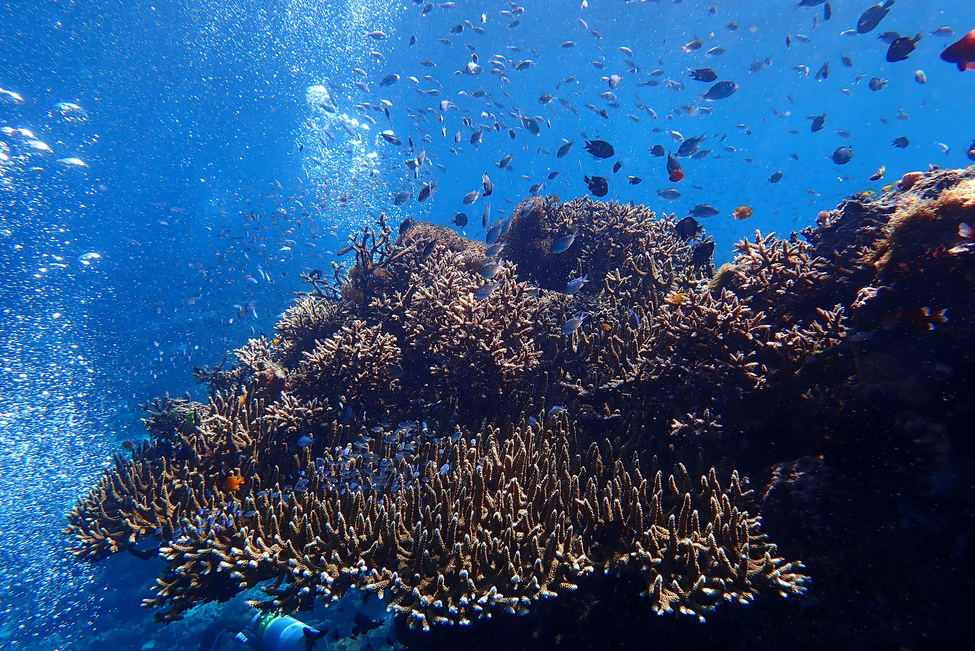 Coral Reef Alor