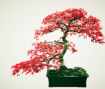 Azaela Bonsai with Red Flowers