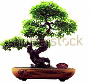 Ficus Retusa