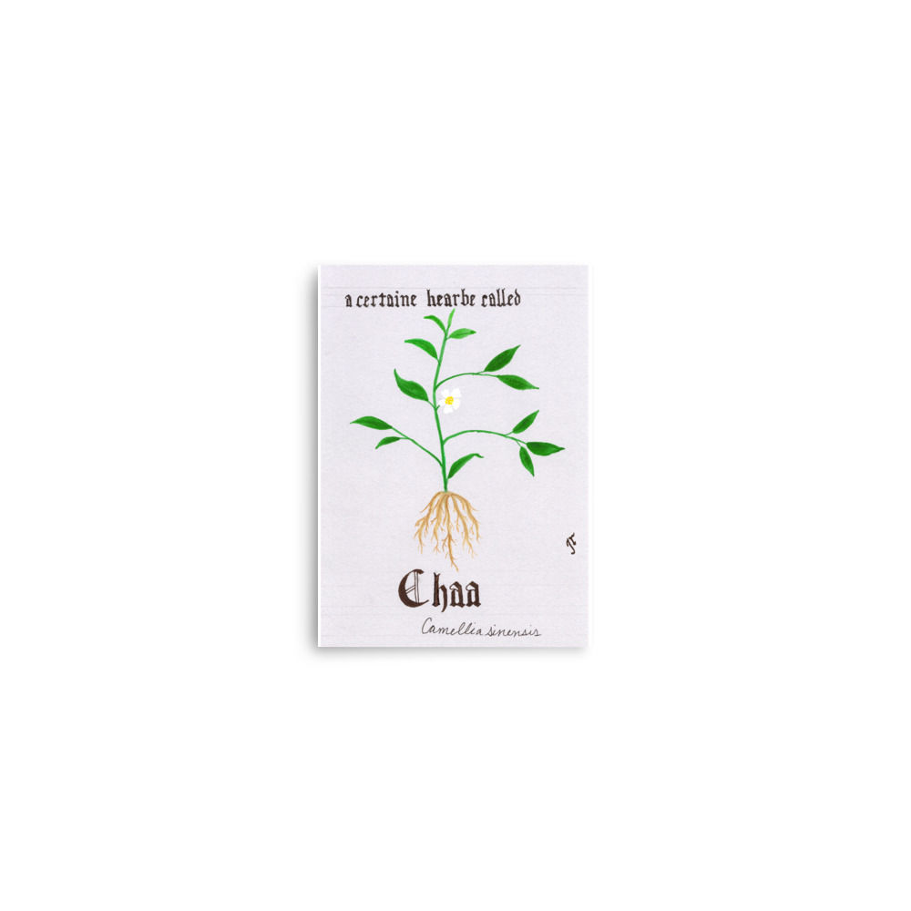 "A certaine hearbe called Chaa" botanical illustration and calligraphy print