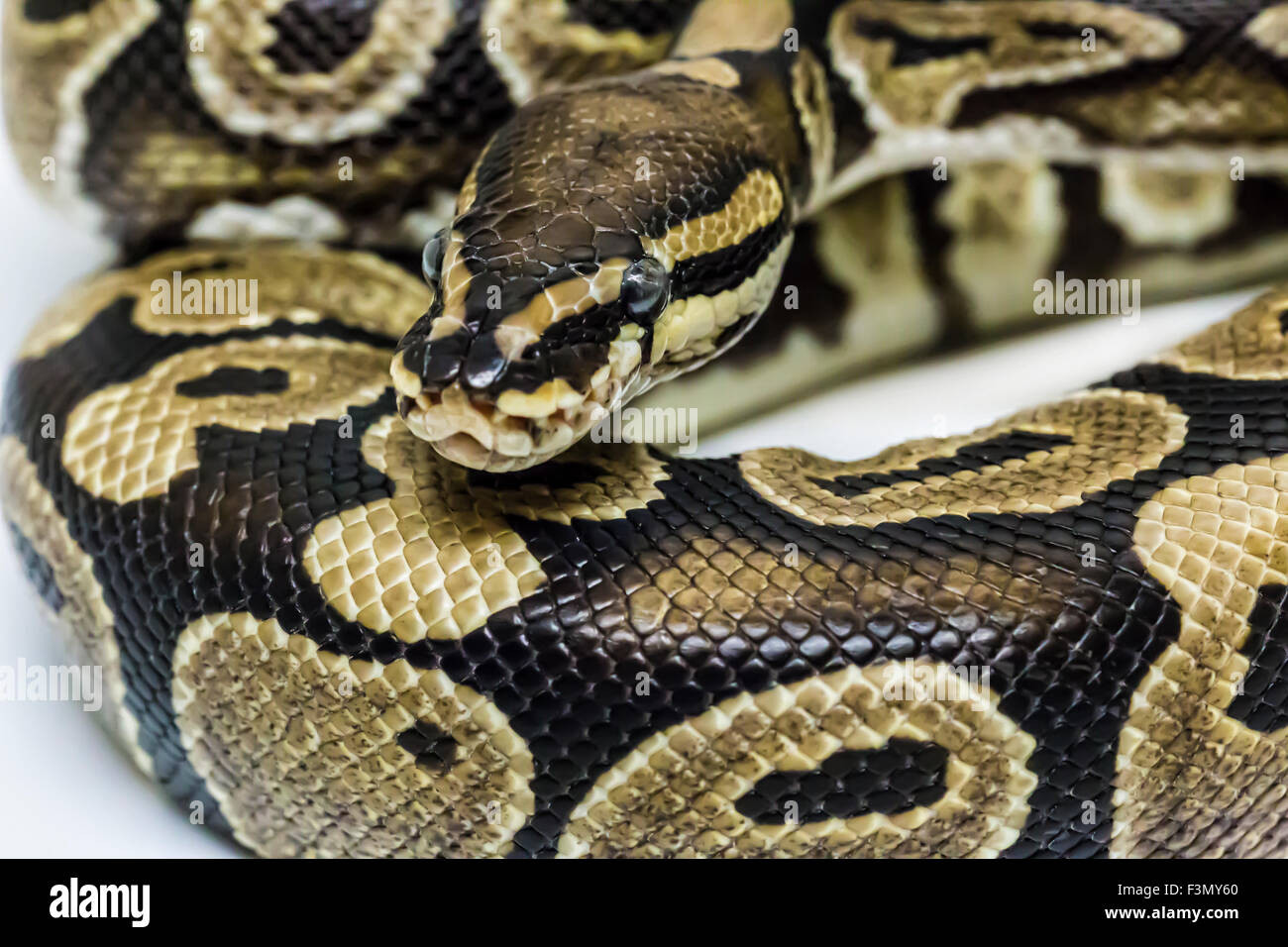 Ball Pythons