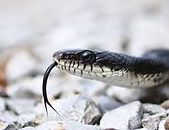 rat snake.jpeg