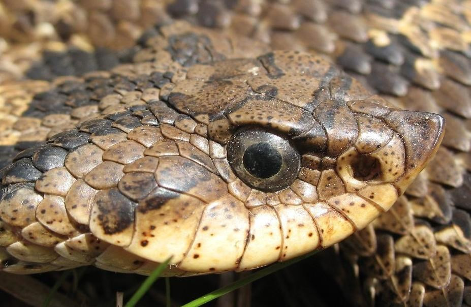 Thumbnail: Other Snakes