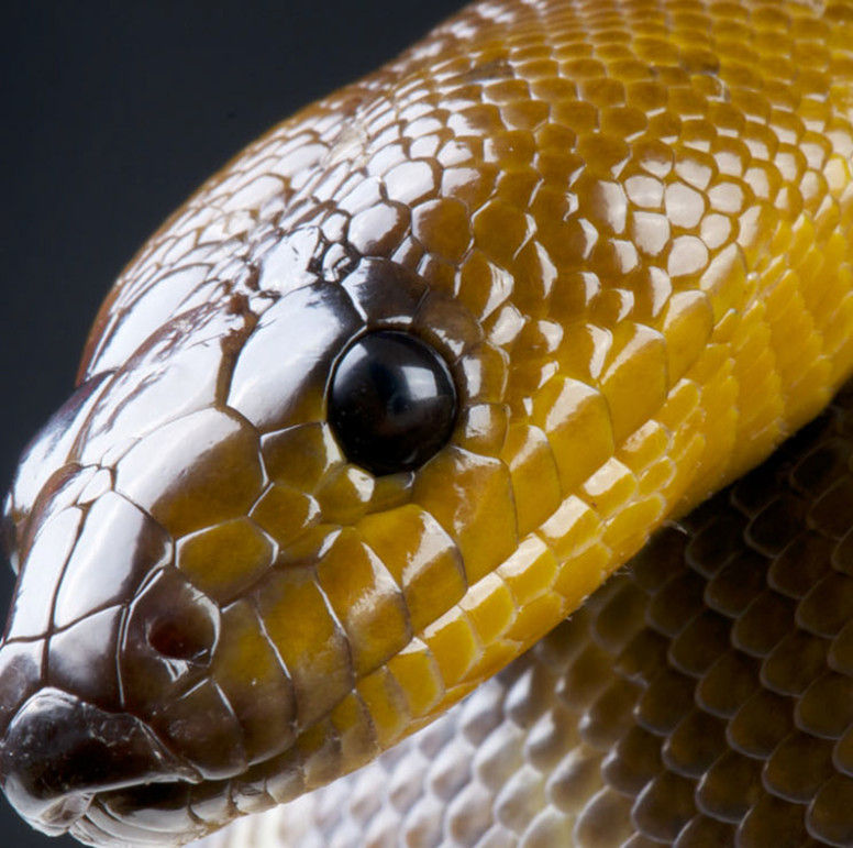 Thumbnail: Other Pythons