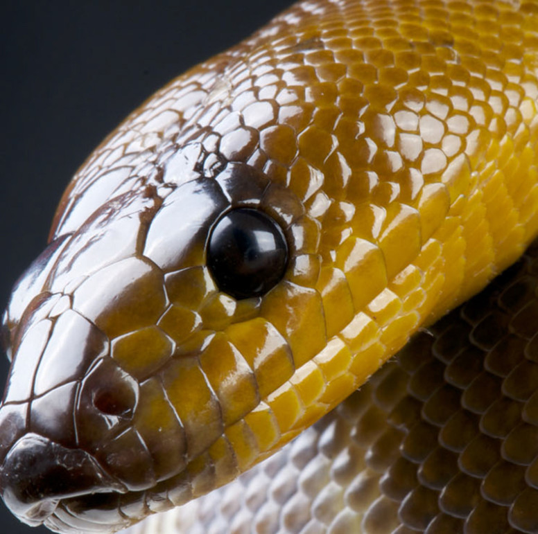 Thumbnail: Other Pythons