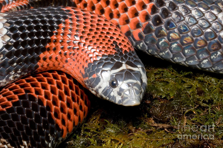 Thumbnail: Other Snakes