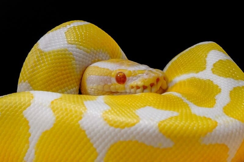 Thumbnail: Ball Pythons