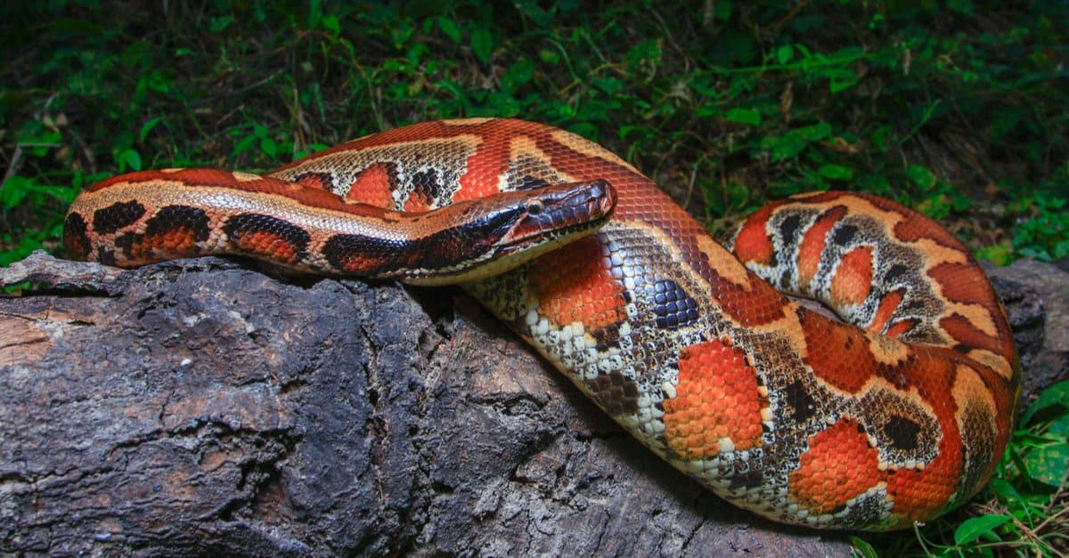 Other Pythons