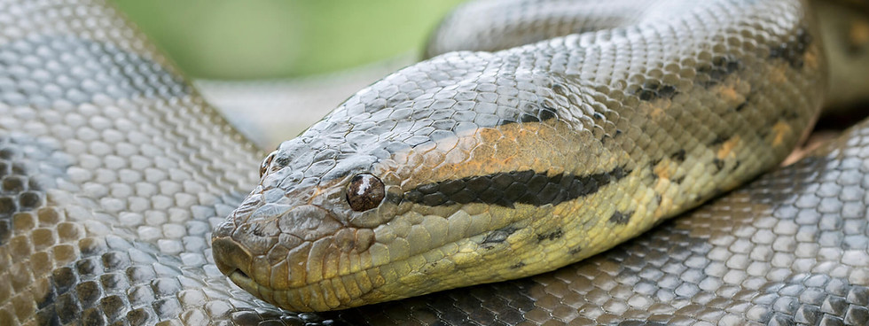 Thumbnail: Other Snakes