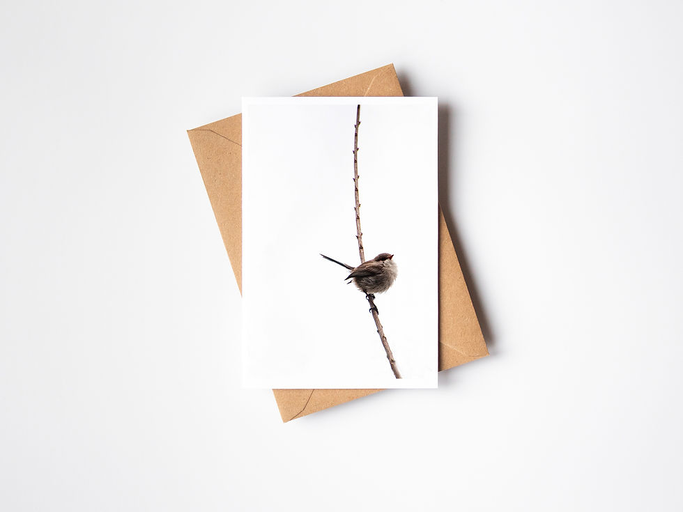 Thumbnail: Wren, Margaret River WA