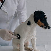 Kleiner weißer Hund mit schwarzem Gesicht wird von einem Tierarzt untersucht