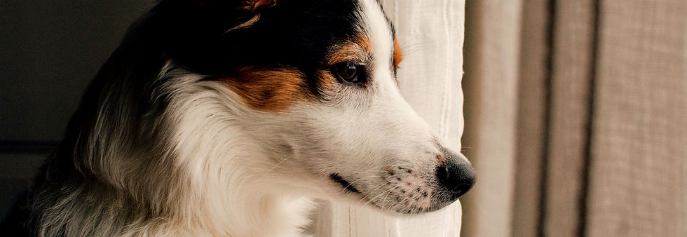 Curious Dog_edited.jpg