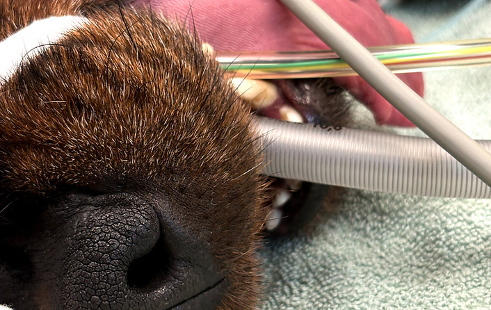Nahaufnahme einer Hundeschnauze, aus der Intubationsröhren ragen