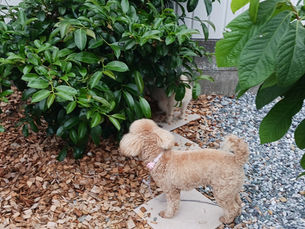 なぜ子犬にパピーコースが必要なのか