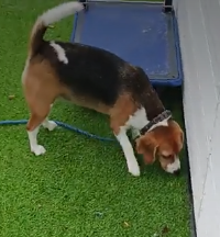 犬学⑯ アイコンタクトは本当に必要か