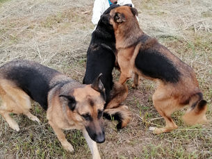 犬にとって「家族」とは何か