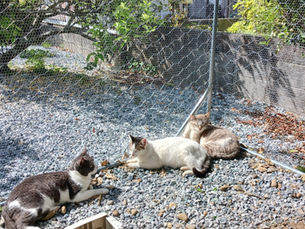 猫にとっての環境とは何か？