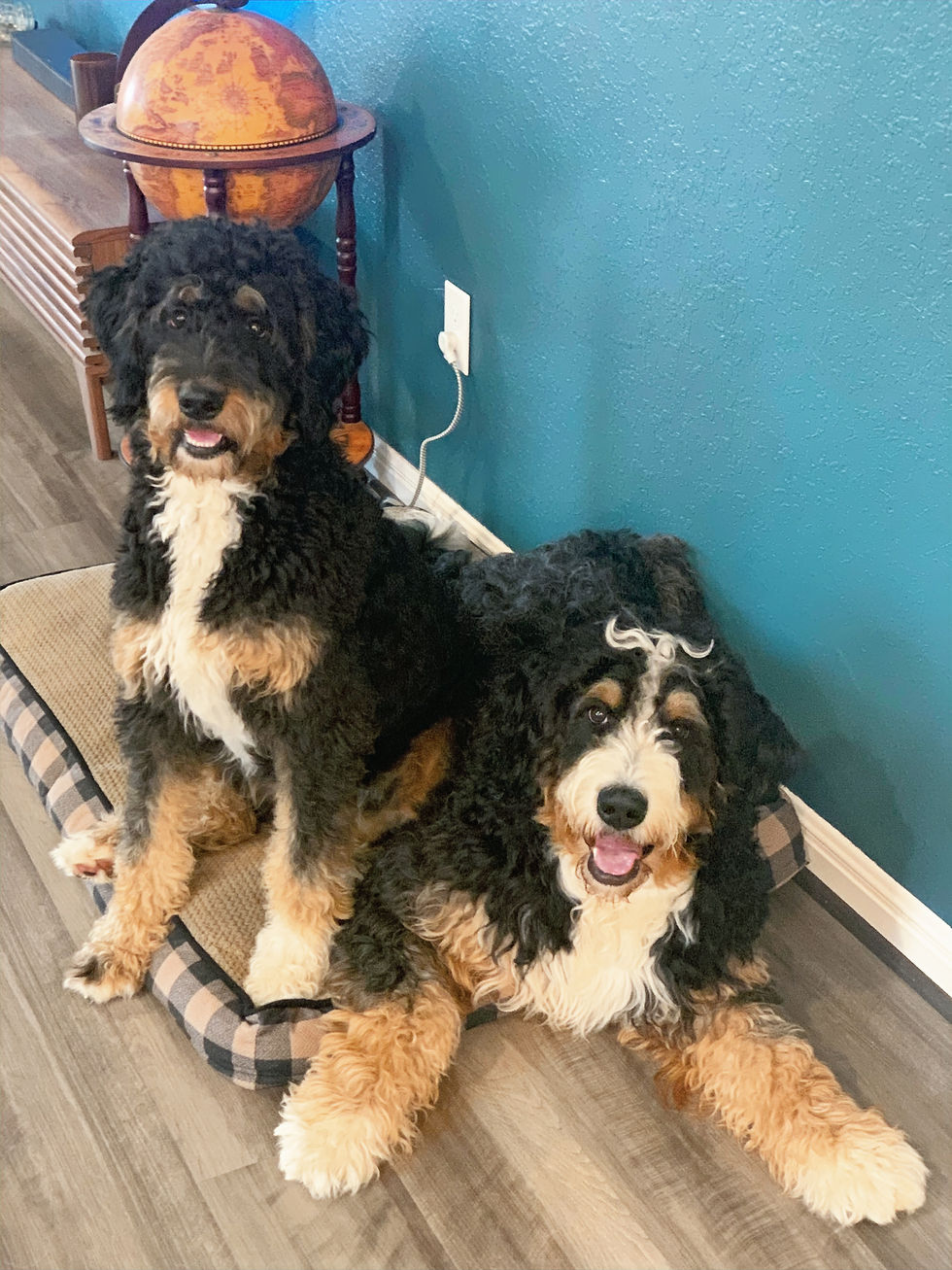 Two Bernedoodle dogs sitting and lying on a floor