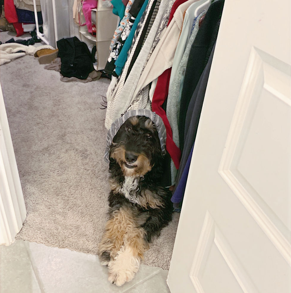 Small scruffy dog sitting in a closet under hanging clothes