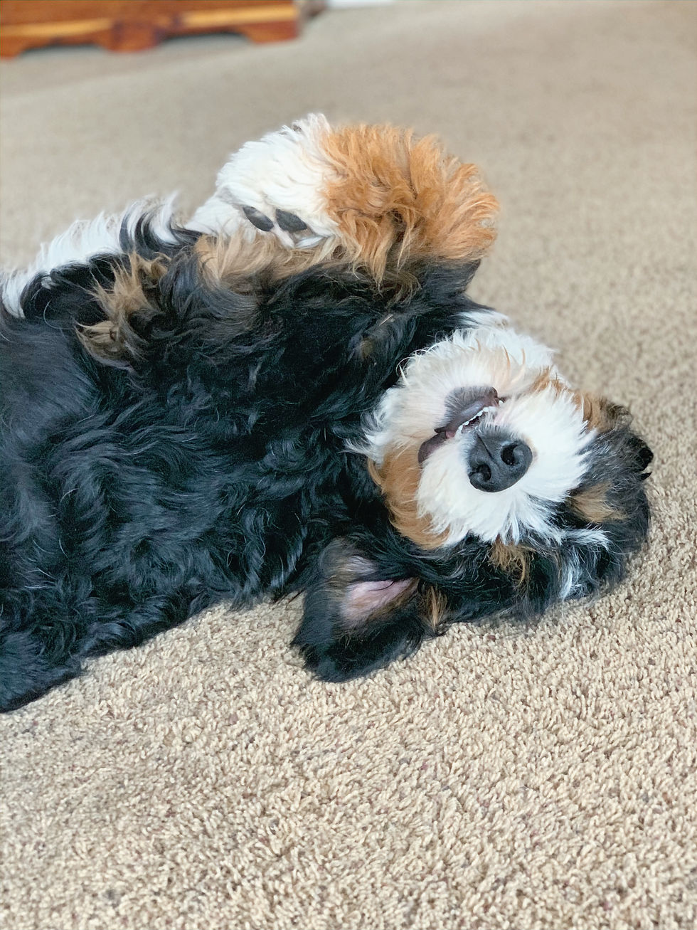 Fluffy tricolor puppy lying on its back on a carpet