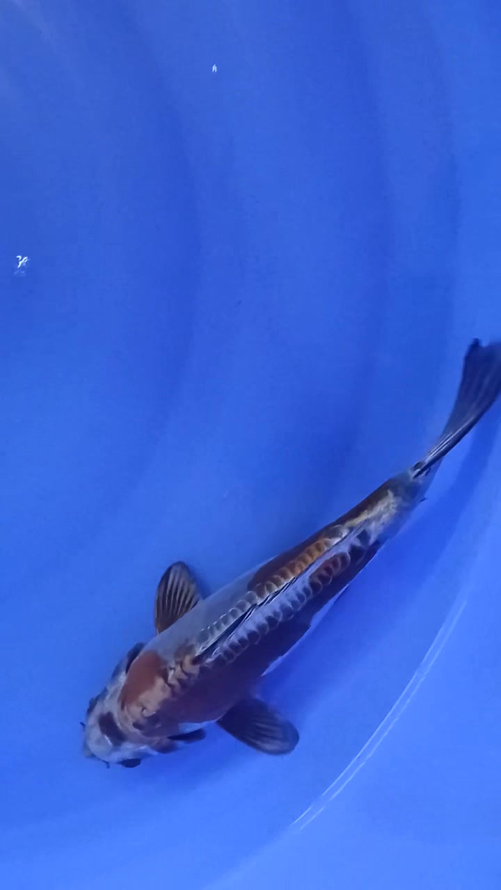 Thumbnail: Beni Kikokuryu (95)