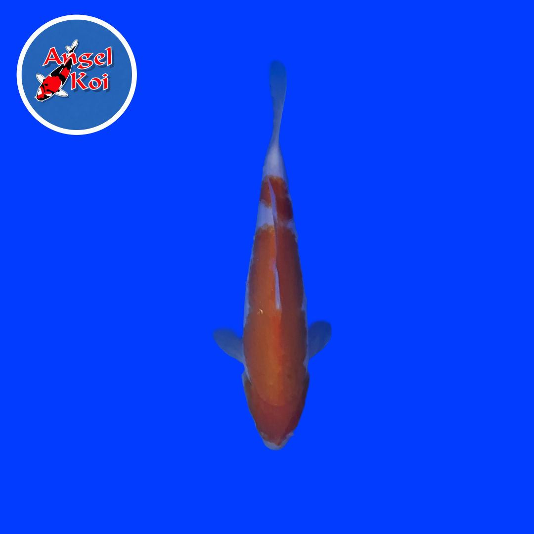 Kohaku (174)