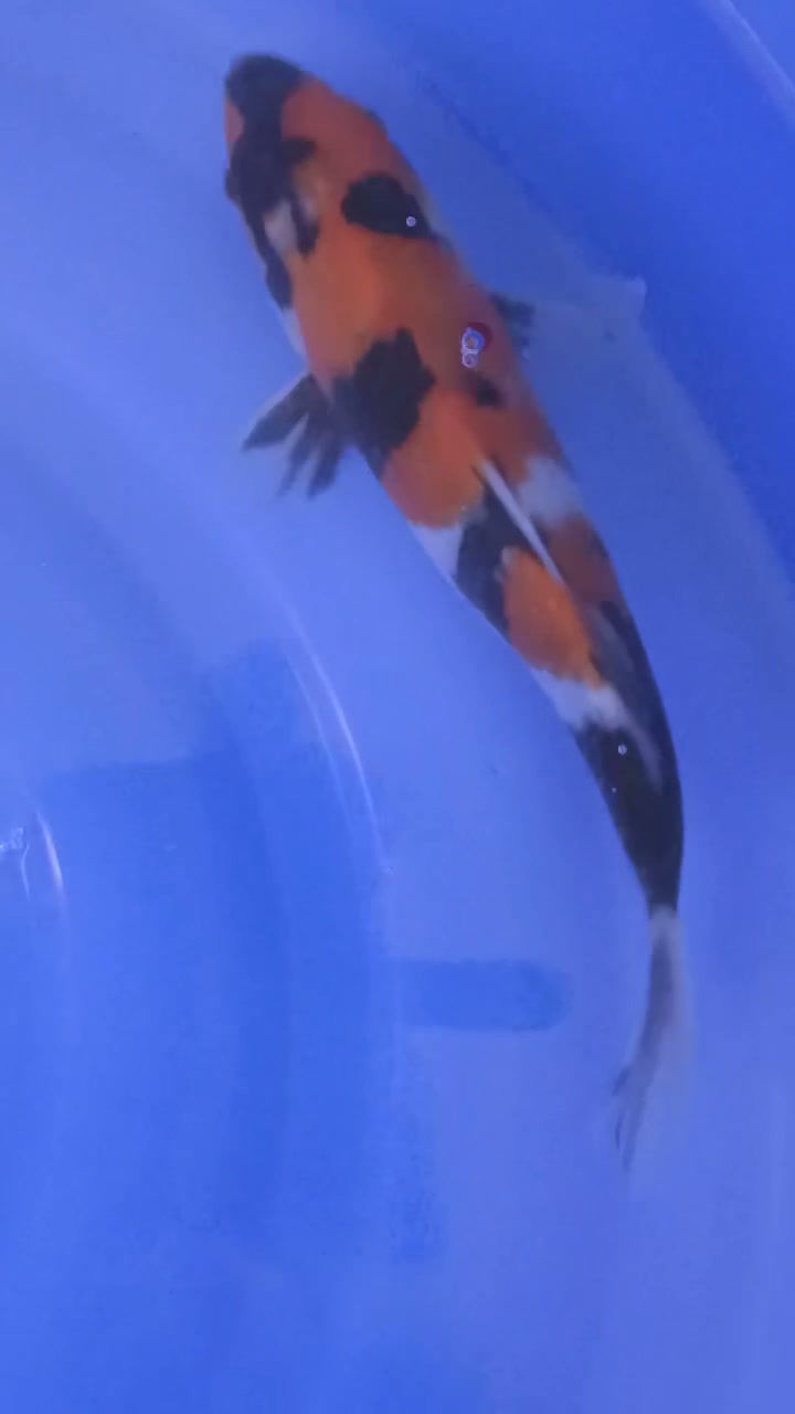 Thumbnail: Showa (53)