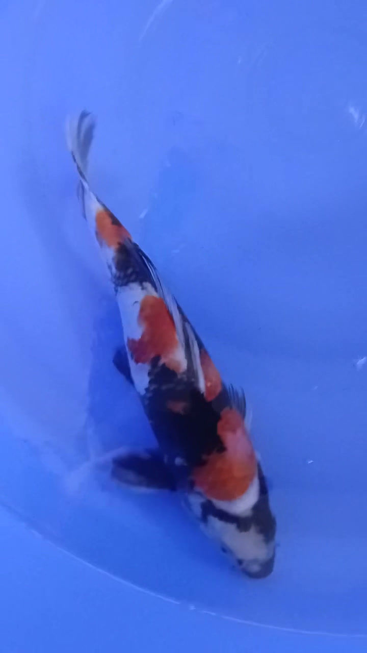 Thumbnail: Showa (40)