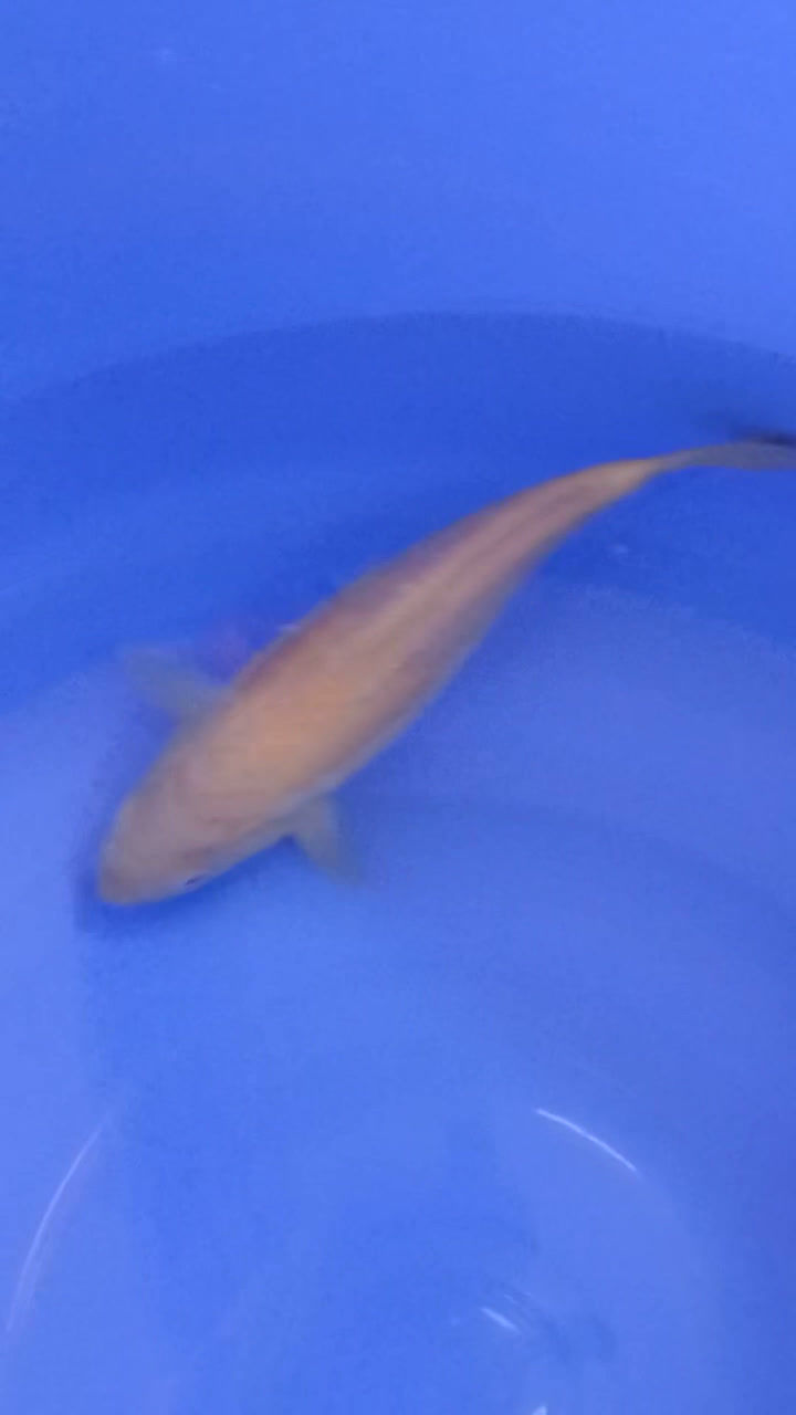 Thumbnail: Kigoi (43)