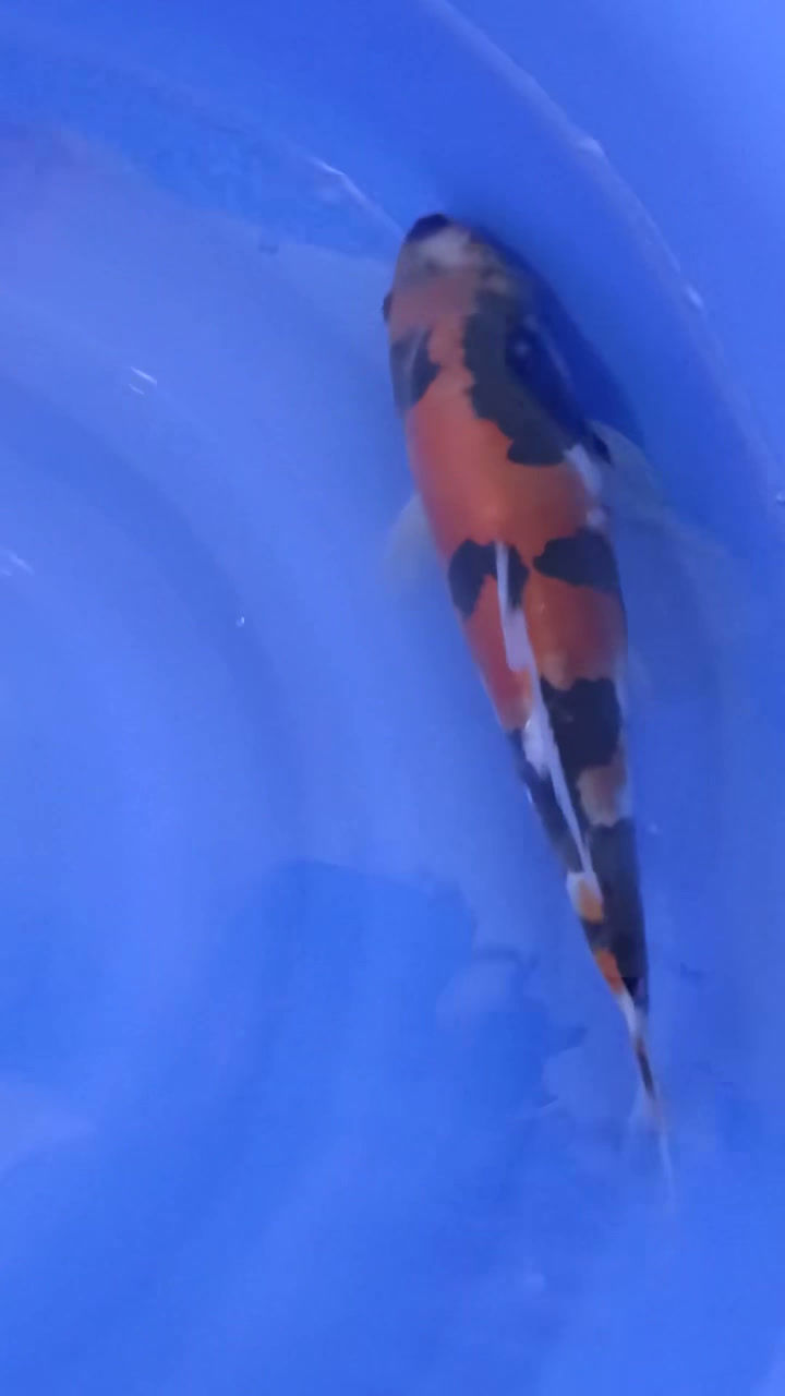 Thumbnail: Doitsu Showa (3)