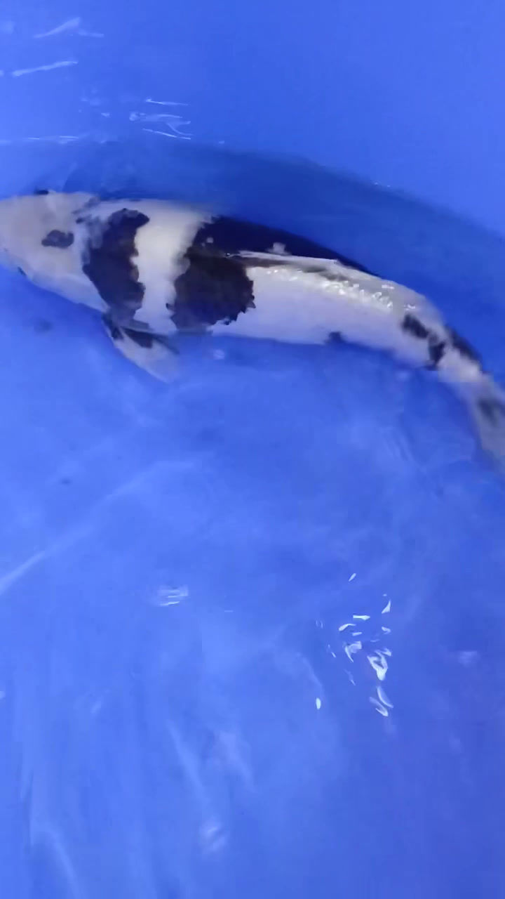 Thumbnail: Shiro Utsuri (10)