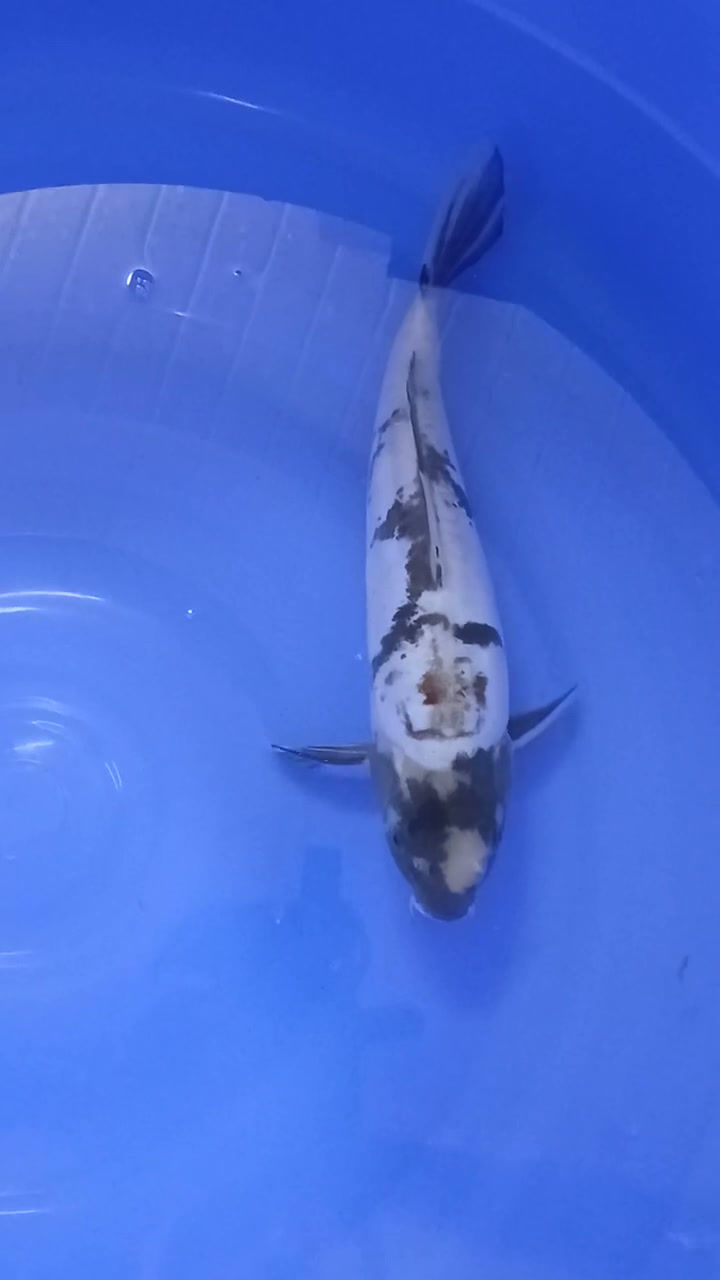 Thumbnail: Doitsu Showa (9)