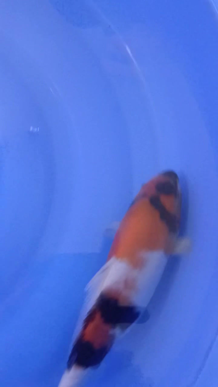 Thumbnail: Showa (17)